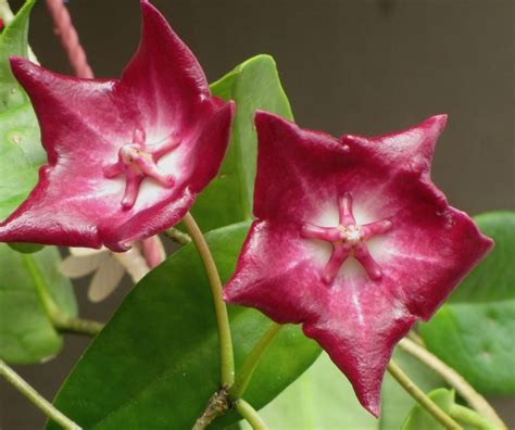 hoya taiwan.